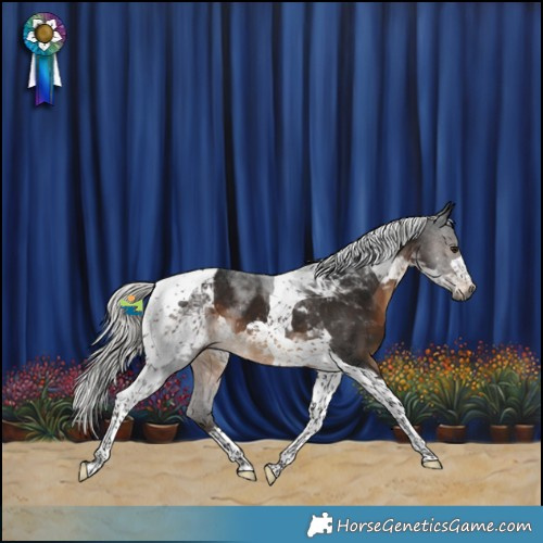 Horse Color:Gray Silver Brown Tobiano Appaloosa