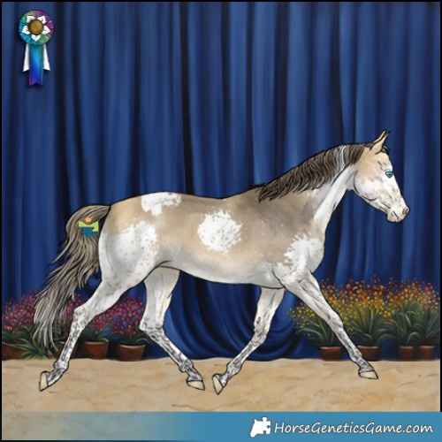 Horse Color:Buckskin Splash Tobiano Appaloosa 