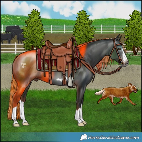 Horse Color:Gray Liver Chestnut Splash Frame 