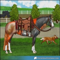 Horse Color:Gray Liver Chestnut Splash Frame