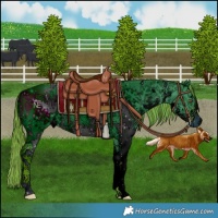 Horse Color:ERROR: UNKNOWN ANOMALY