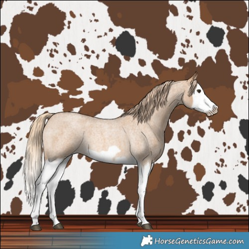 Horse Color:Red Dun Roan Splash Frame Rabicano 