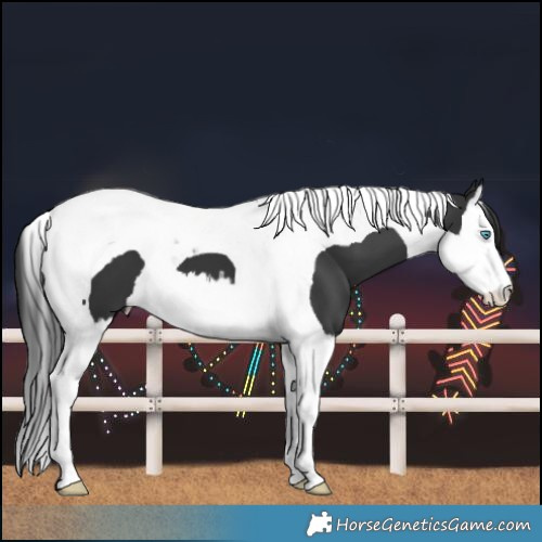Horse Color:Black Splash Tobiano