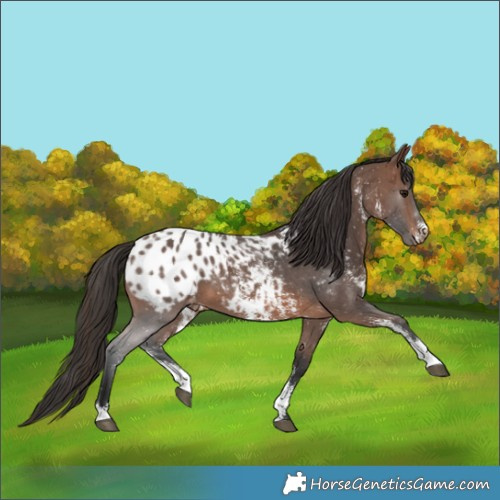 Horse Color:Brown Sabino Blanket 