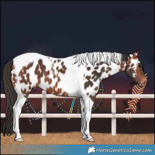 Horse Color:Bay Tobiano Near Leopard 