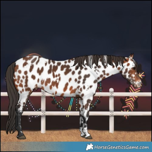 Horse Color:White Spotted Bay Near Leopard 