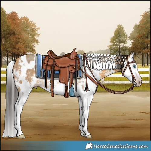 Horse Color:Gray White Spotted Amber Cream Champagne Sabino Splash Rabicano