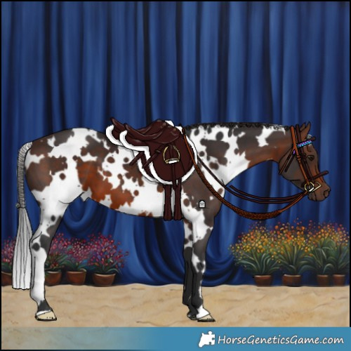 Horse Color:White Spotted Brown