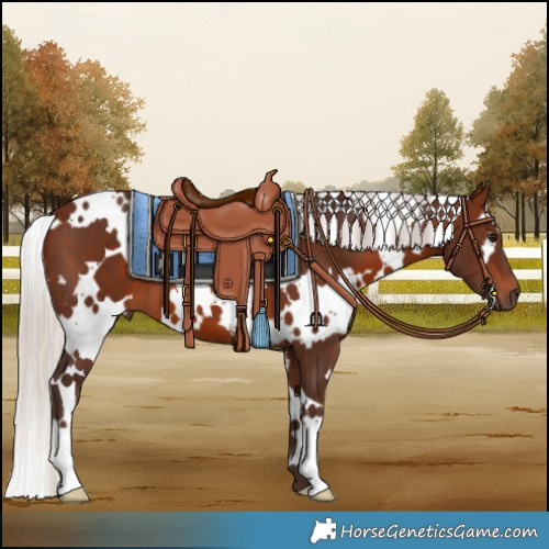 Horse Color:White Spotted Silver Brown 