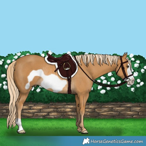 Horse Color:Palomino Frame Rabicano