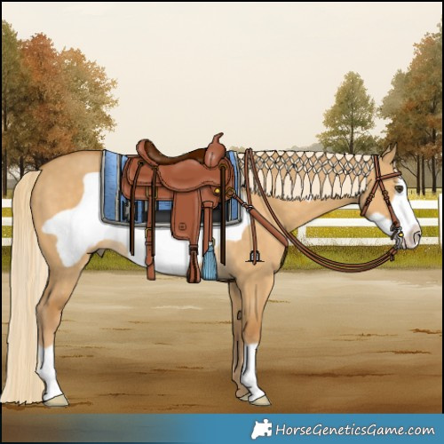 Horse Color:Palomino Dun Frame