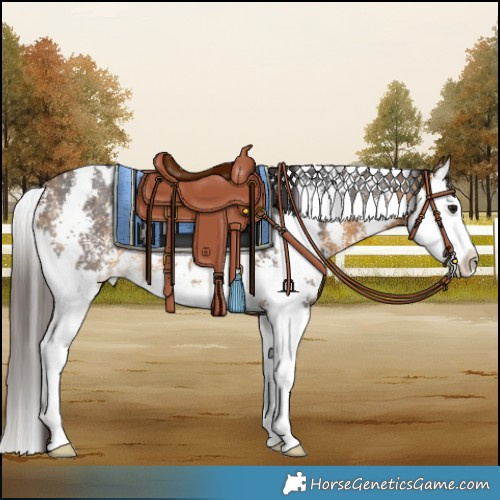 Horse Color:White Spotted Buckskin Sabino Splash Rabicano