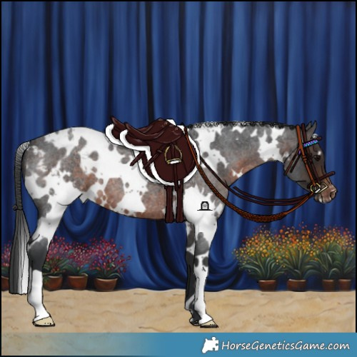 Horse Color:White Spotted Brown Roan Varnish