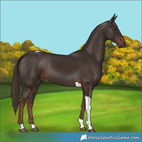 Horse Color:Liver Chestnut Tobiano 