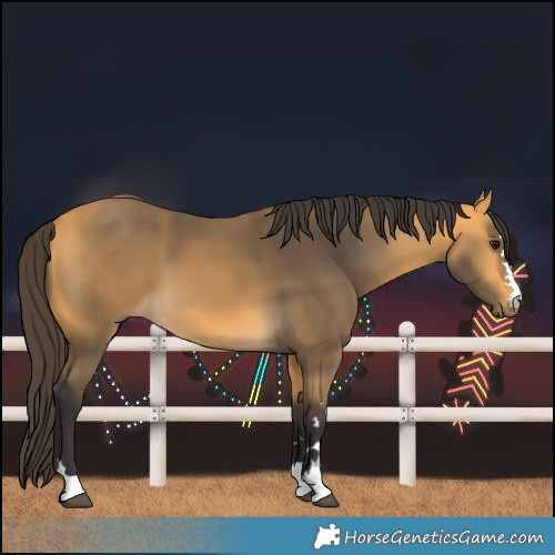 Horse Color:Buckskin 