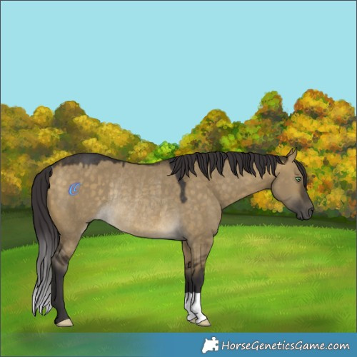 Horse Color:Buckskin Dun Rabicano 