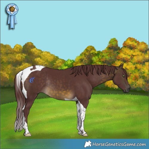 Horse Color:Chocolate Buckskin Tobiano Rabicano