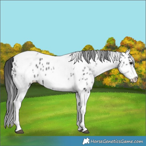 Horse Color:White Spotted Black Splash Tobiano Frame Near Leopard