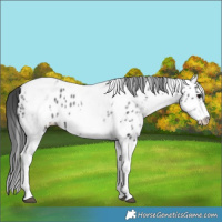 Horse Color:White Spotted Black Splash Tobiano Frame Near Leopard 