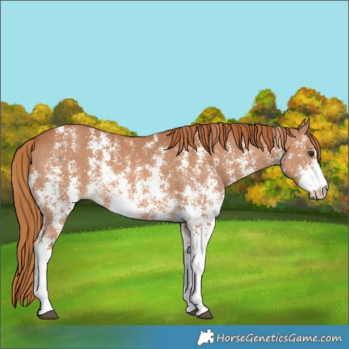 Horse Color:Chestnut Sabino
