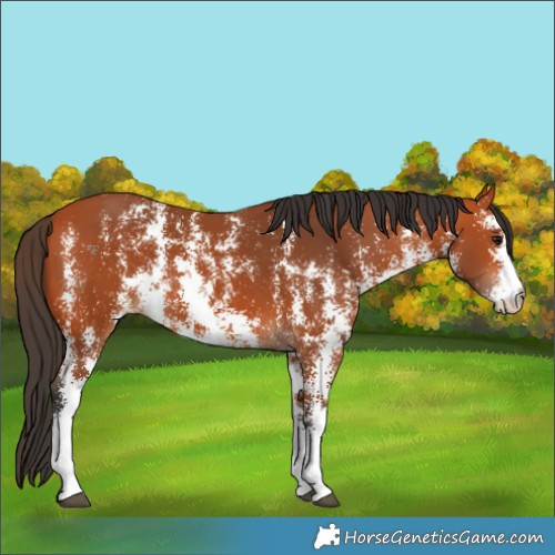 Horse Color:Bay Sabino 
