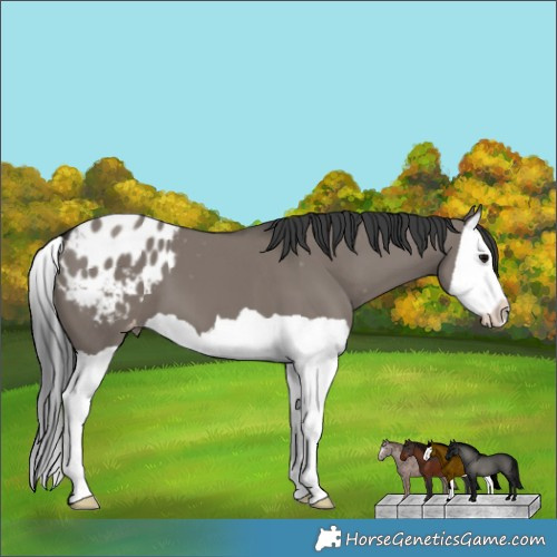 Horse Color:Grullo Splash Appaloosa 