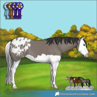 Horse Color:Grullo Splash Varnish