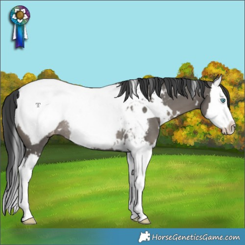 Horse Color:White Spotted Grullo Splash Snowcap Rabicano 