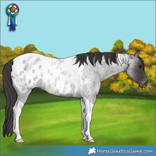 Horse Color:Smoky Blue Roan Tobiano Appaloosa Rabicano 