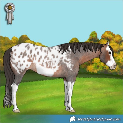 Horse Color:Brown Roan Splash Frame Blanket Rabicano