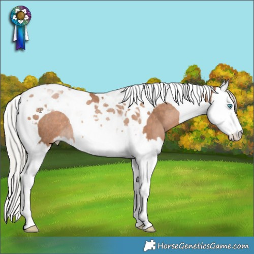 Horse Color:Silver Brown Pearl Splash Tobiano Appaloosa Rabicano 