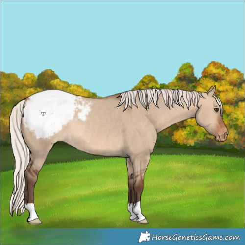 Horse Color:Silver Brown Dun Snowcap Rabicano 