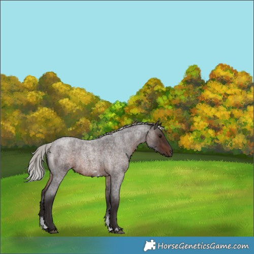 Horse Color:Silver Brown Roan Sabino