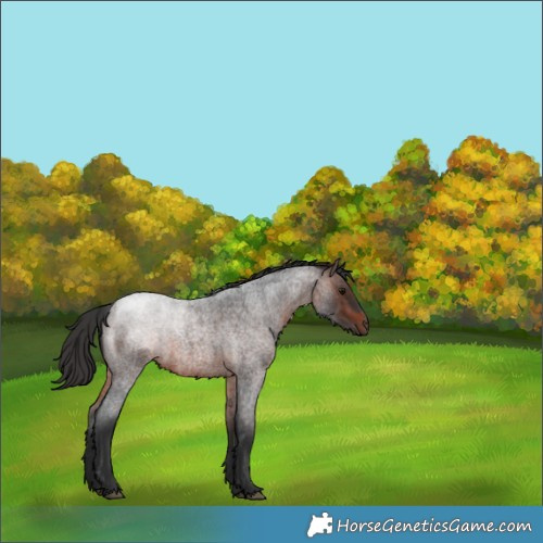 Horse Color:Brown Roan 