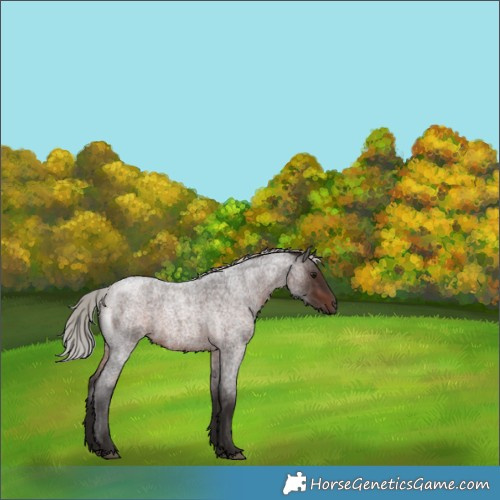 Horse Color:Silver Brown Roan