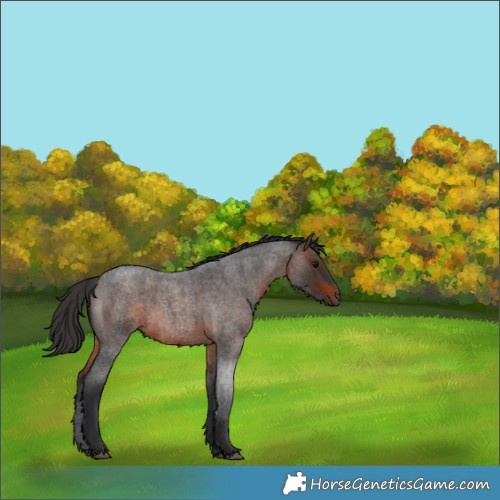 Horse Color:Brown Roan