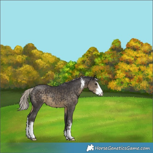 Horse Color:Silver Smoky Black Sabino 