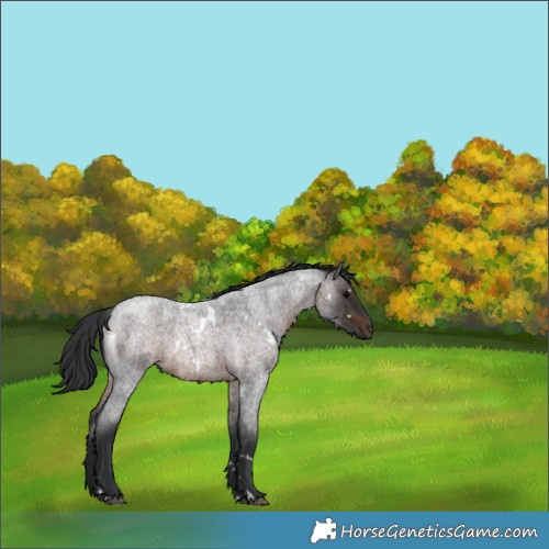 Horse Color:White Spotted Brown Roan