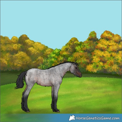 Horse Color:Brown Roan