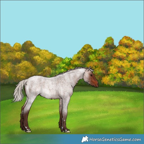 Horse Color:Silver Bay Roan