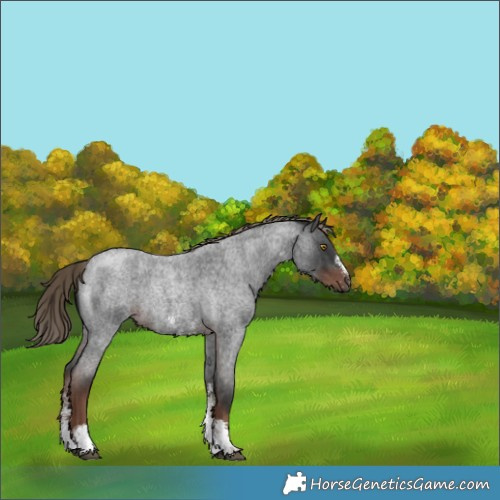 Horse Color:Liver Red Roan Sabino Rabicano