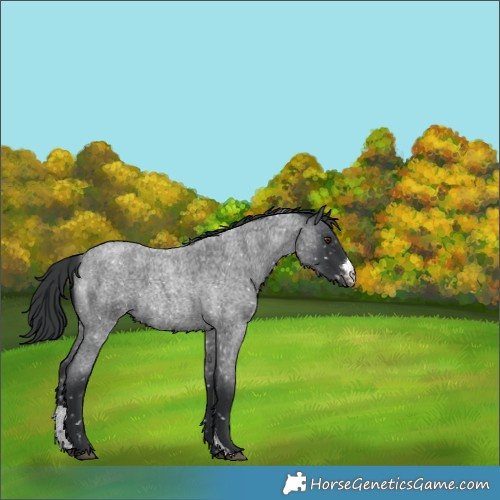 Horse Color:Blue Roan Sabino Appaloosa 