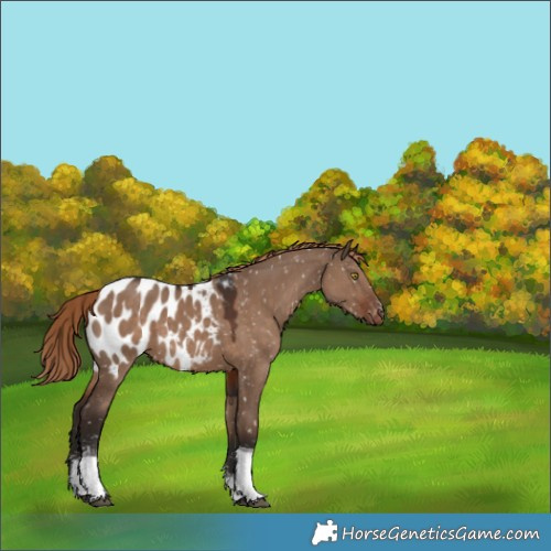 Horse Color:Liver Red Dun Sabino Tobiano Blanket