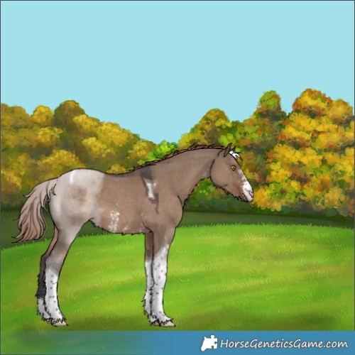 Horse Color:Liver Red Dun Sabino Tobiano