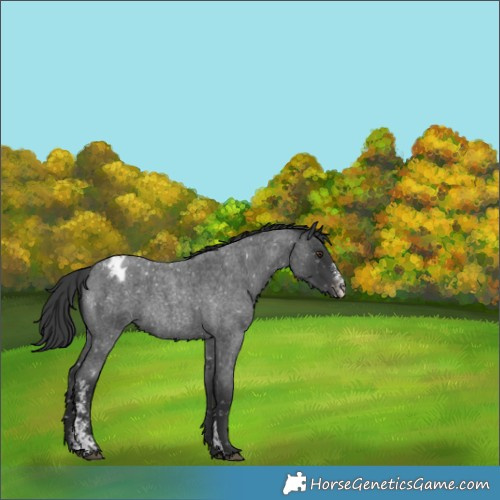 Horse Color:Blue Roan Sabino Appaloosa