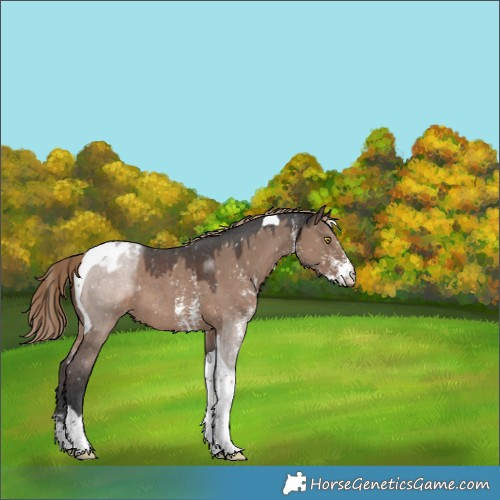 Horse Color:Liver Red Dun Sabino Tobiano Appaloosa 