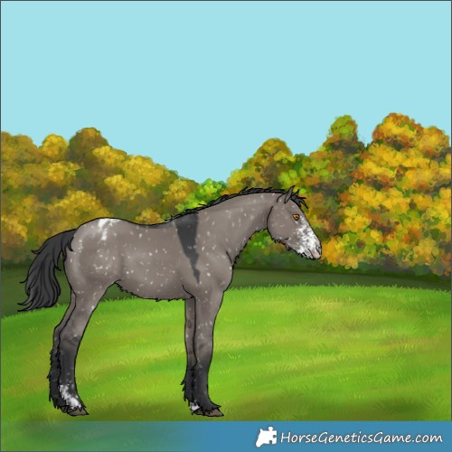 Horse Color:Grullo Sabino Tobiano Appaloosa