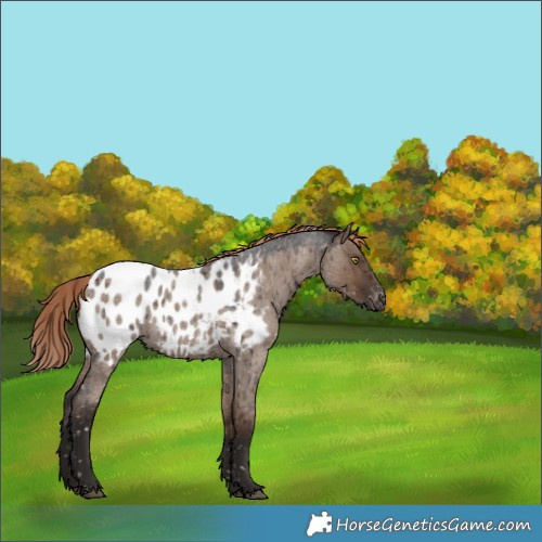 Horse Color:Liver Red Dun Roan Appaloosa Rabicano Brindle
