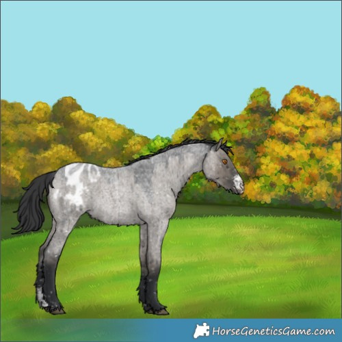 Horse Color:Grullo Roan Sabino Appaloosa Brindle 