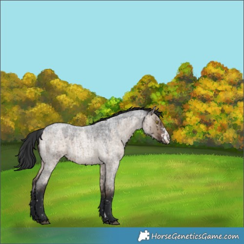 Horse Color:Brown Roan Dun Sabino Appaloosa Brindle 